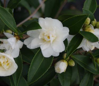 Camellia x Snow Flurry 