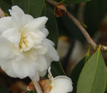 Camellia x Snow Flurry