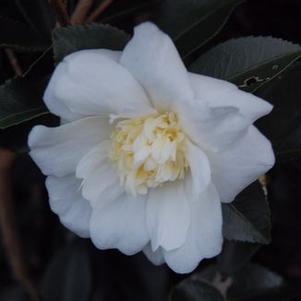 Camellia x Winter's Snowman