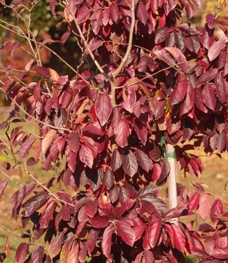 Parrotia subaequalis