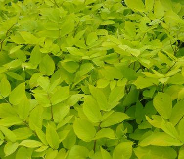 Aralia cordata 'Sun King' @ Maine Bot Garden