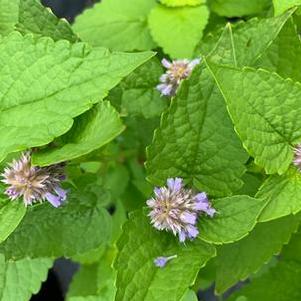 Agastache rugosa Golden Jubilee