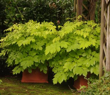 Aralia cordata 'Sun King' @ Maine Bot Garden