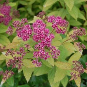 Spiraea japonica Goldflame