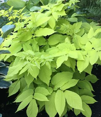 Aralia cordata Sun King