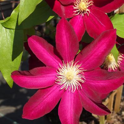 Clematis Bourbon™