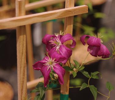 Clematis viticella Madame Julia Correvon