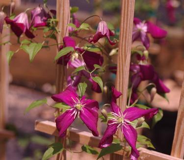 Clematis viticella Madame Julia Correvon