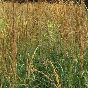 Calamagrostis x acutiflora Karl Foerster