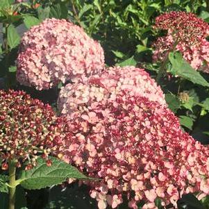 Hydrangea arborescens Incrediball® Blush