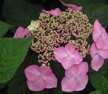 Hydrangea macrophylla Twist'n'Shout