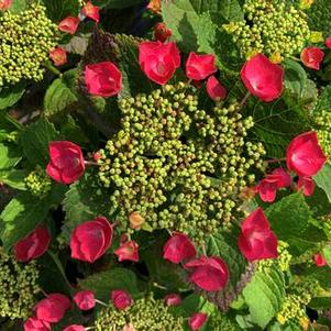 Hydrangea macrophylla Cherry Explosion™