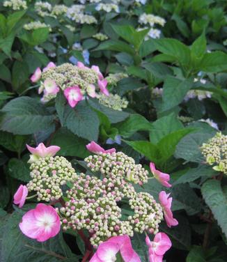 Hydrangea macrophylla Twist'n'Shout