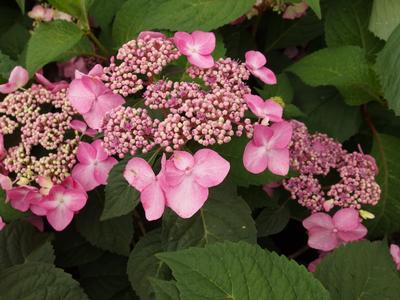 Hydrangea macrophylla Twist 'n' Shout®