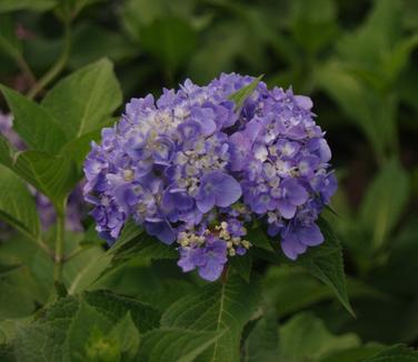 Hydrangea macrophylla Twist 'n' Shout