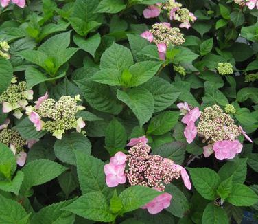 Hydrangea macrophylla Twist'n'Shout