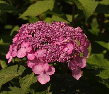 Hydrangea macrophylla Twist'n'Shout