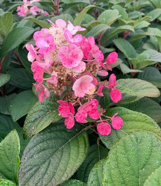 Hydrangea paniculata Little Quick Fire