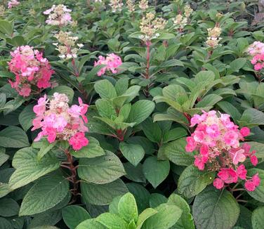 Hydrangea paniculata Little Quick Fire