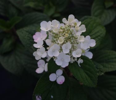 Hydrangea paniculata Little Quick Fire