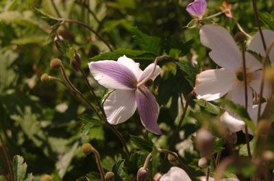 Anemone x Wild Swan