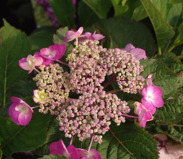 Hydrangea serrata Tuff Stuff