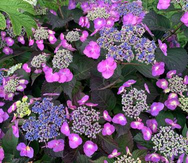 Hydrangea serrata Tuff Stuff - Sawtooth Hydrangea from Pleasant Run Nursery