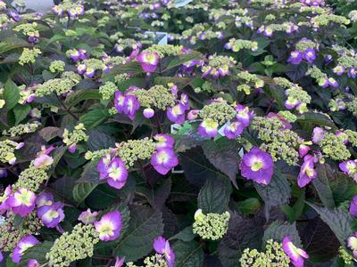 Hydrangea serrata Tuff Stuff