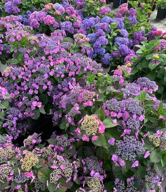 Hydrangea serrata Tuff Stuff - Sawtooth Hydrangea from Pleasant Run Nursery