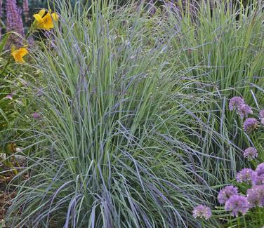 Schizachyrium scoparium Twilight Zone (Walters Gardens)