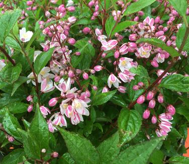 Deutzia x rosea Nikko Blush