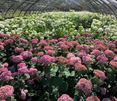 Hydrangea arborescens 'Incrediball 'Blush'' - Smooth Hydrangea from Pleasant Run Nursery