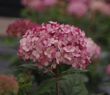 Hydrangea arborescens Incrediball 'Blush'