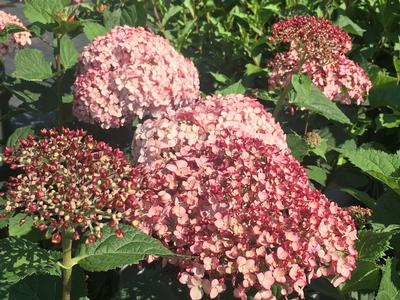 Hydrangea arborescens Incrediball Blush