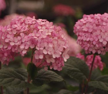 Hydrangea arborescens Incrediball 'Blush' 