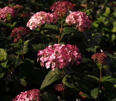 Hydrangea arborescens Incrediball Blush