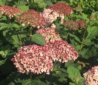 Hydrangea arborescens Incrediball Blush