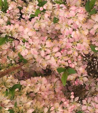 Prunus jacquemontii