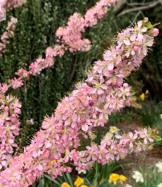 Prunus jacquemontii