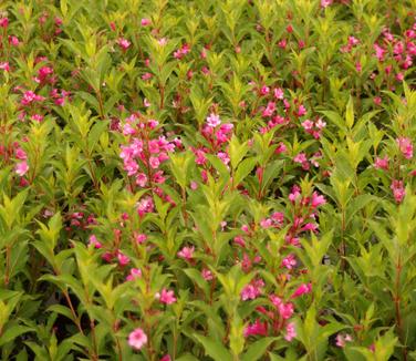 Weigela florida Sonic Bloom Pink