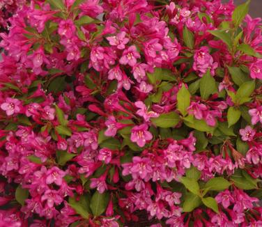 Weigela florida Sonic Bloom 'Pink' 