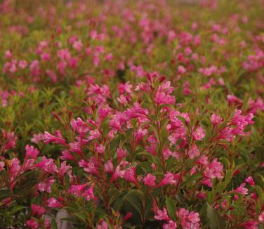 Weigela florida Sonic Bloom Pink