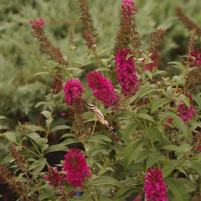 Buddleia davidii Miss Molly