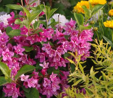 Weigela florida Sonic Bloom Pink