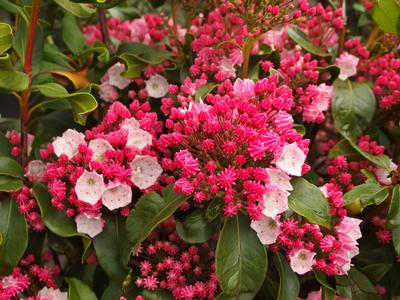 Kalmia latifolia Carol