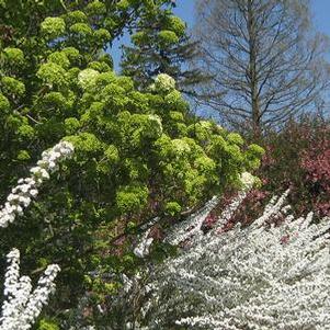 Viburnum macrocephalum 