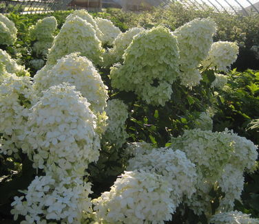 Hydrangea paniculata 'Limelight'