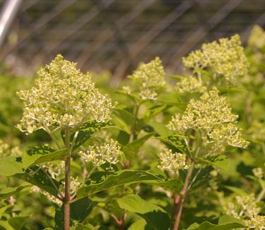 Hydrangea paniculata Limelight 