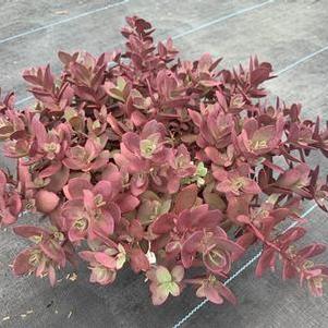 Sedum x Firecracker