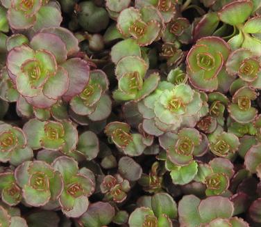 Sedum spurium Dragon's Blood